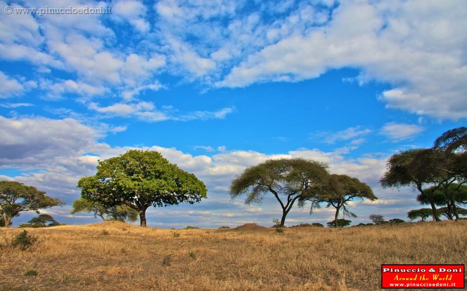 TANZANIA - Tarangire National Park - 15.jpg
